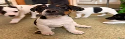 Jack Russell dogs for sale: READY NOW! Traditional Working Jack Russell Puppy - Advert 14