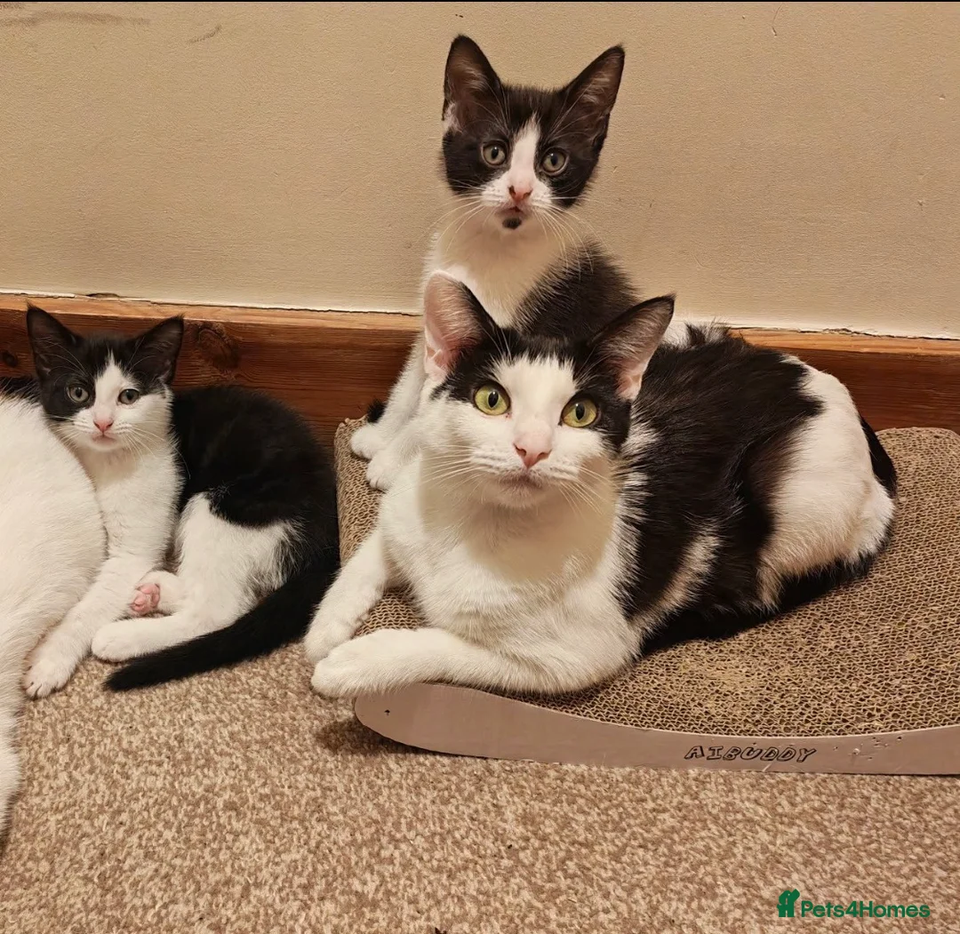 Mixed Breed cats for sale: 2 female kitten - Advert 2