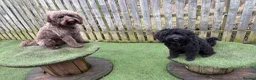 Australian Labradoodle dogs for stud: Douglas MacDoodle - Stud - Advert 10