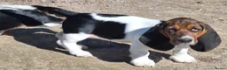 Basset Hound dogs for sale: Beautiful Basset Hounds To bring Joy to A Family - Advert 5