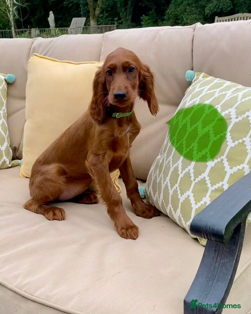Irish Setter dogs Irish Setter Puppies - Ready Now - Advert 2
