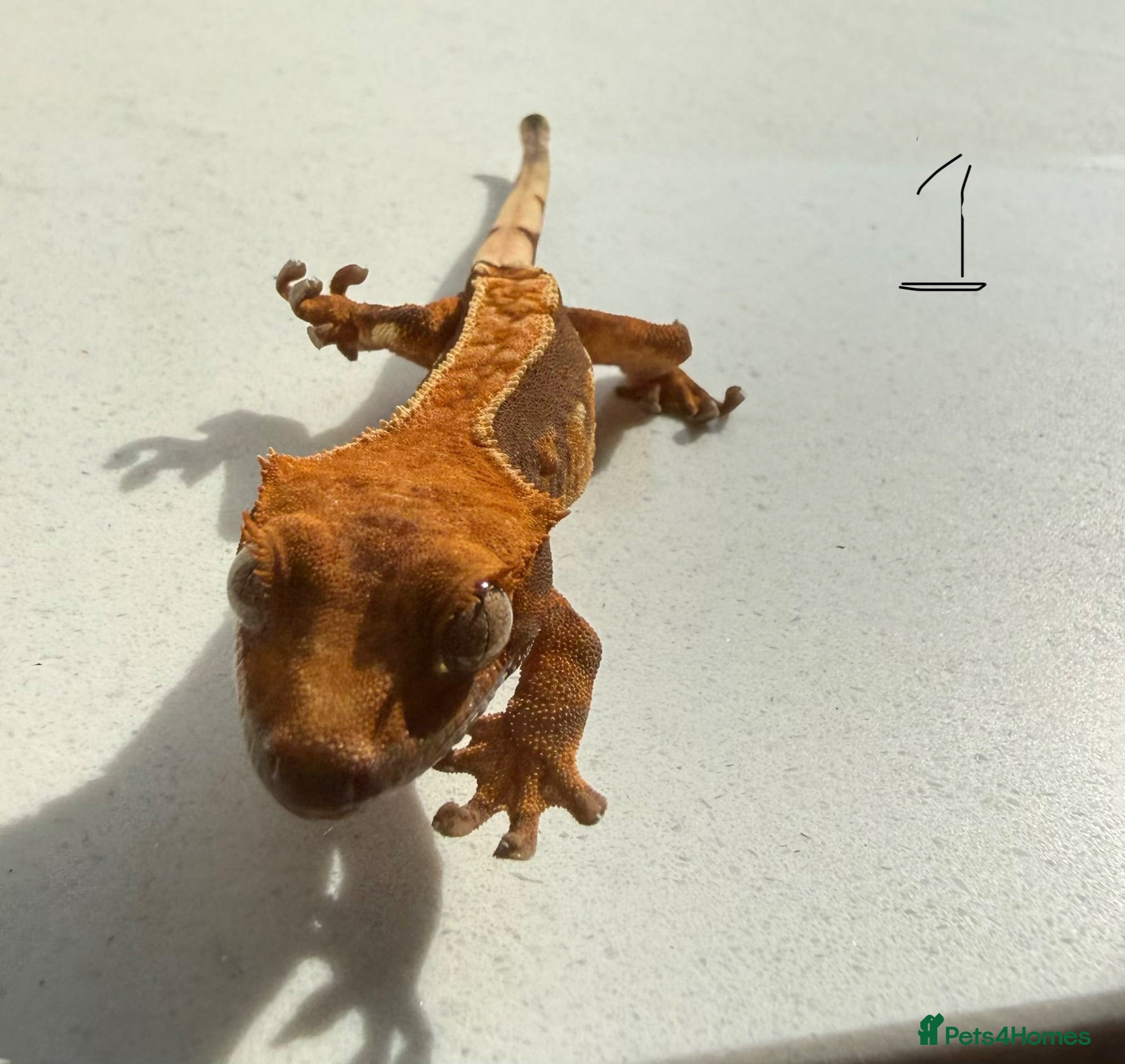 Gecko reptiles Crested gecko babies  - Advert 1