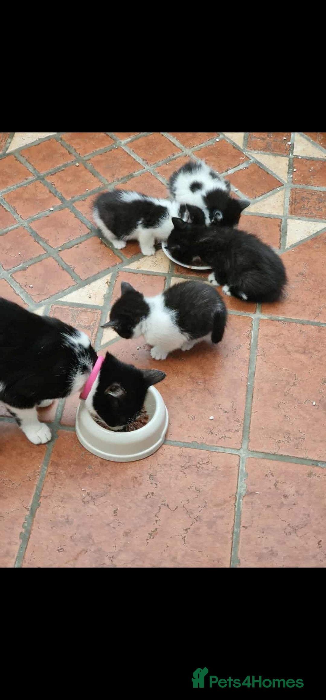 British Longhair cats for sale: ❤️Urgent 2 lovely sweet kitten left - Image 14