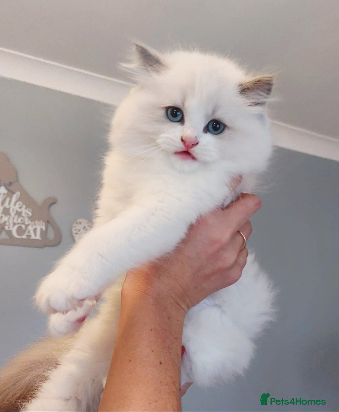 Ragdoll cats for sale: 💛 Beautiful European Kittens 😸  - Advert 10