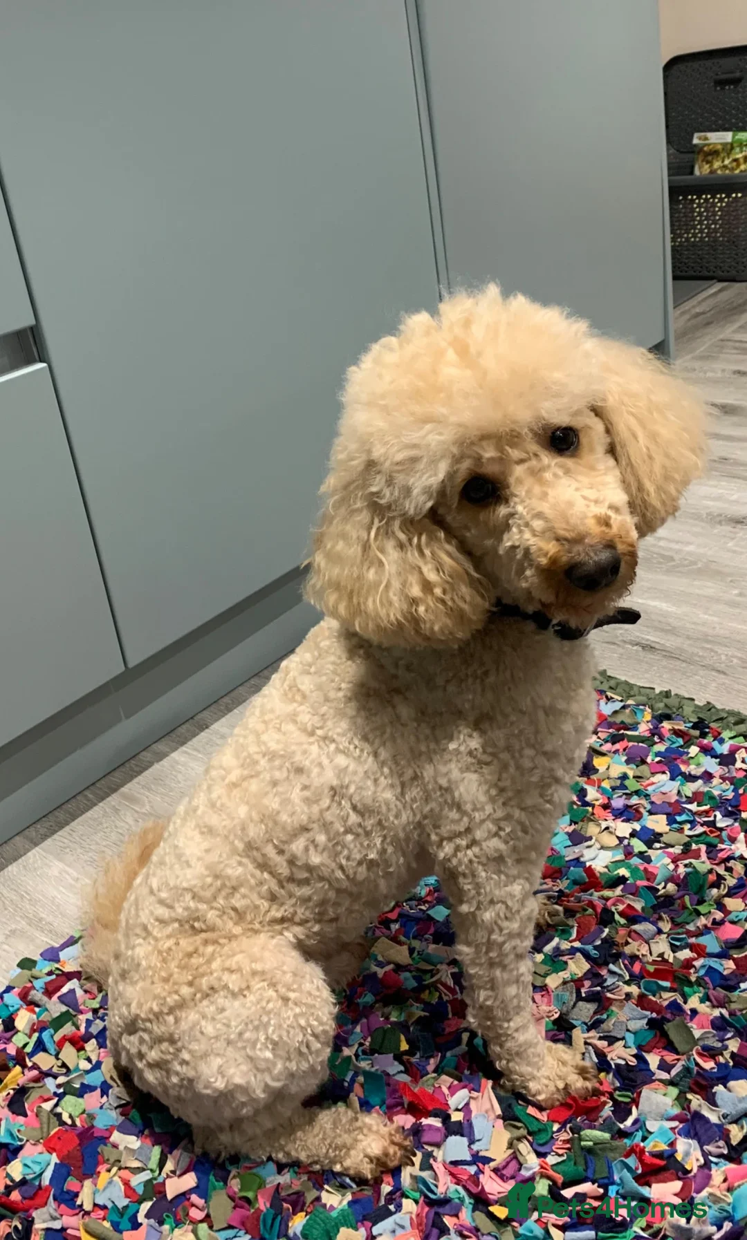 Cockapoo dogs for sale: Beautiful Cockapoo F1 puppies  - Advert 21