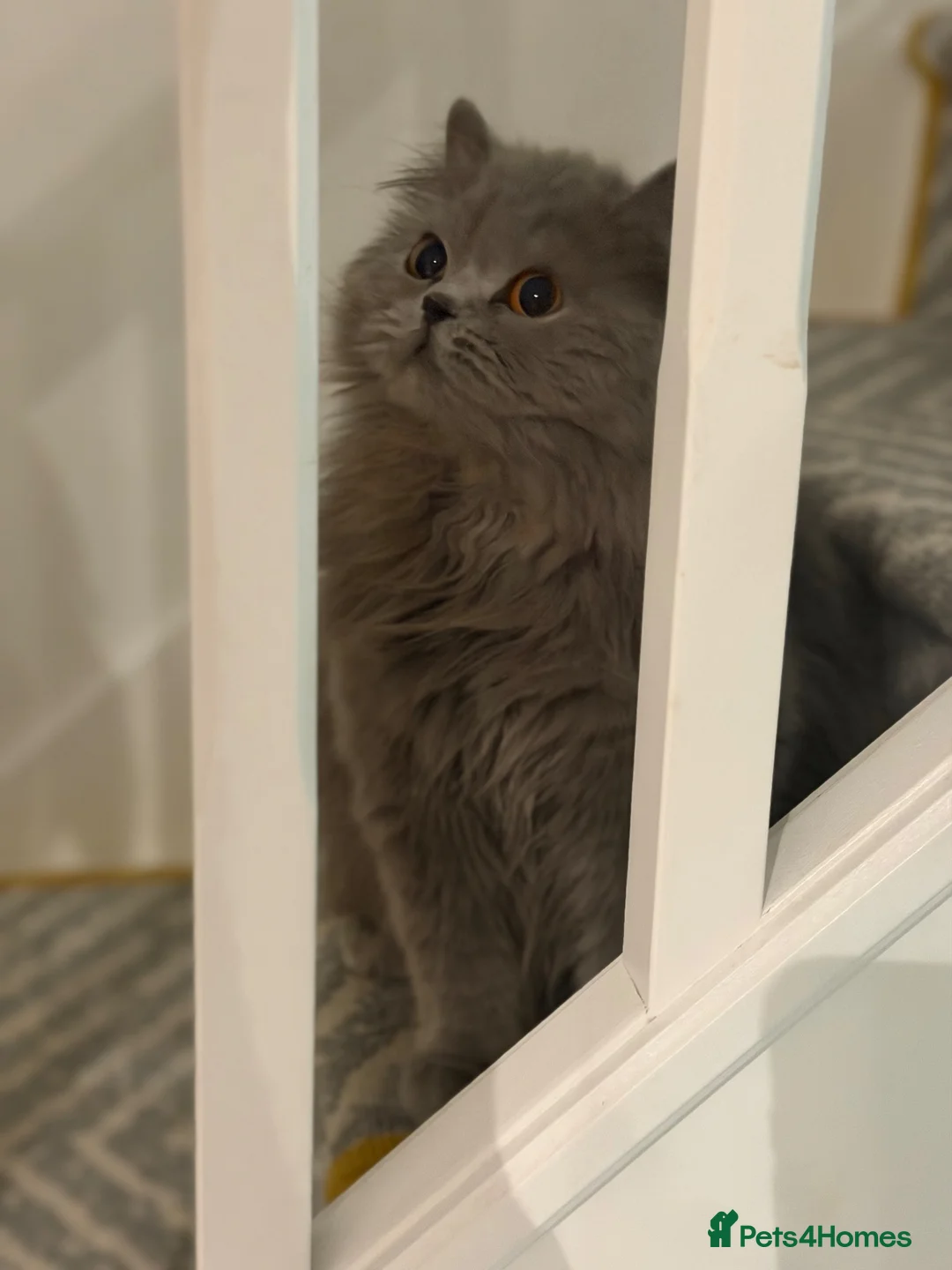 British Longhair cats for sale: british long hair female - Advert 2