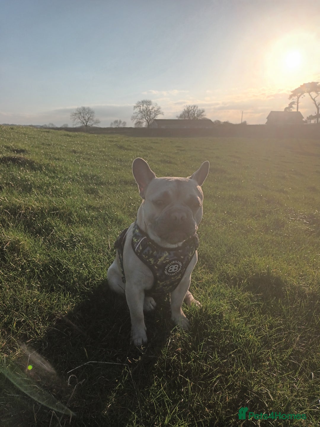 French Bulldog dogs for stud: Bruno - Advert 4