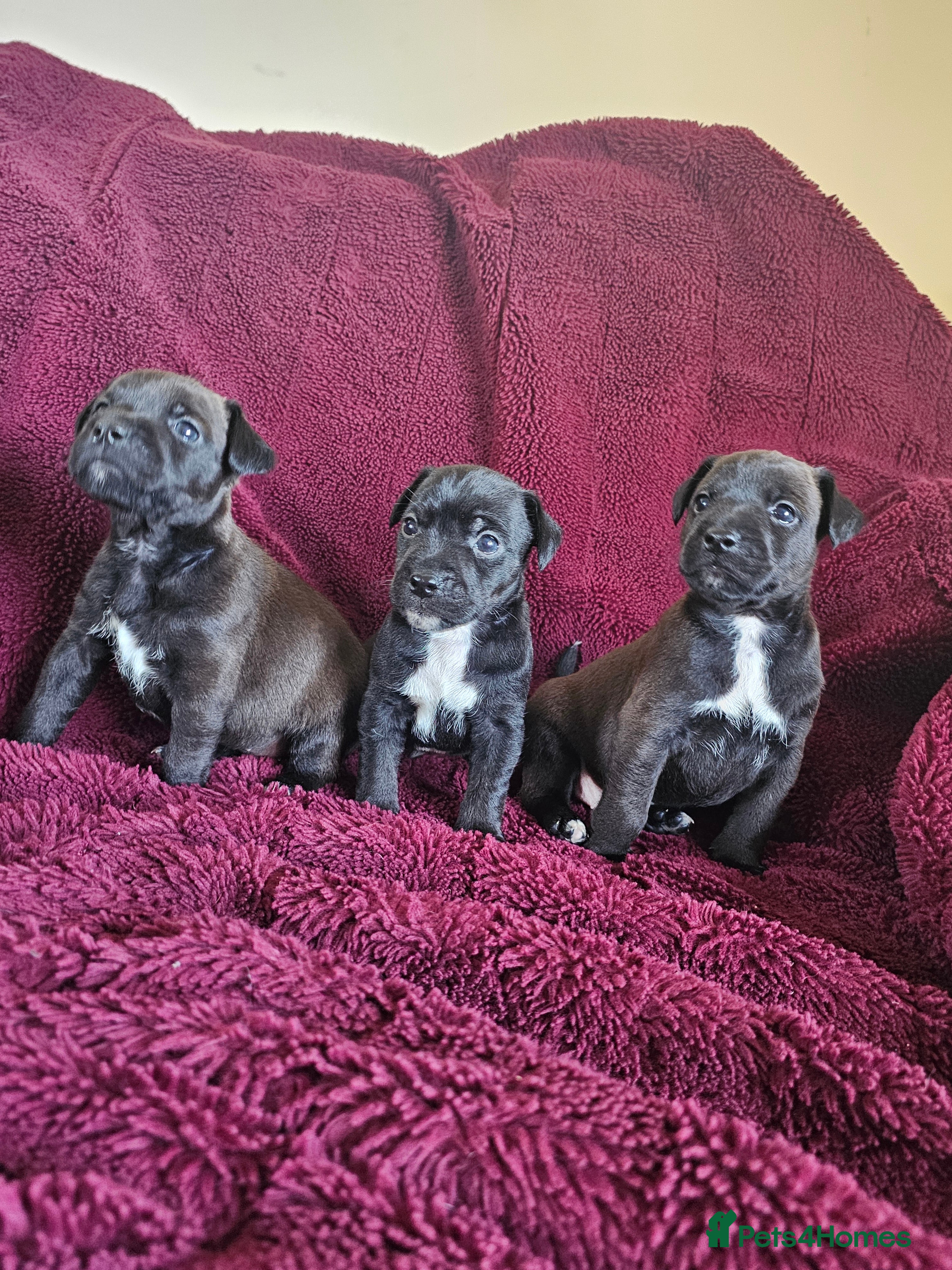 Patterjack dogs Patterjack Pups - Advert 4