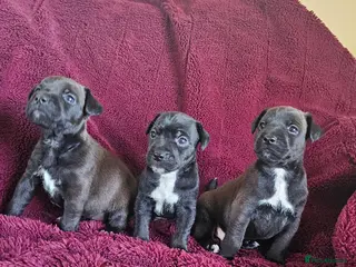 Patterjack dogs Patterjack Pups - Advert 3