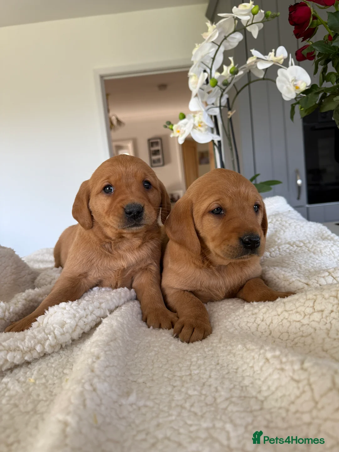 Goldador dogs for sale: Beautiful Dark red chunky goldadors  - Advert 3