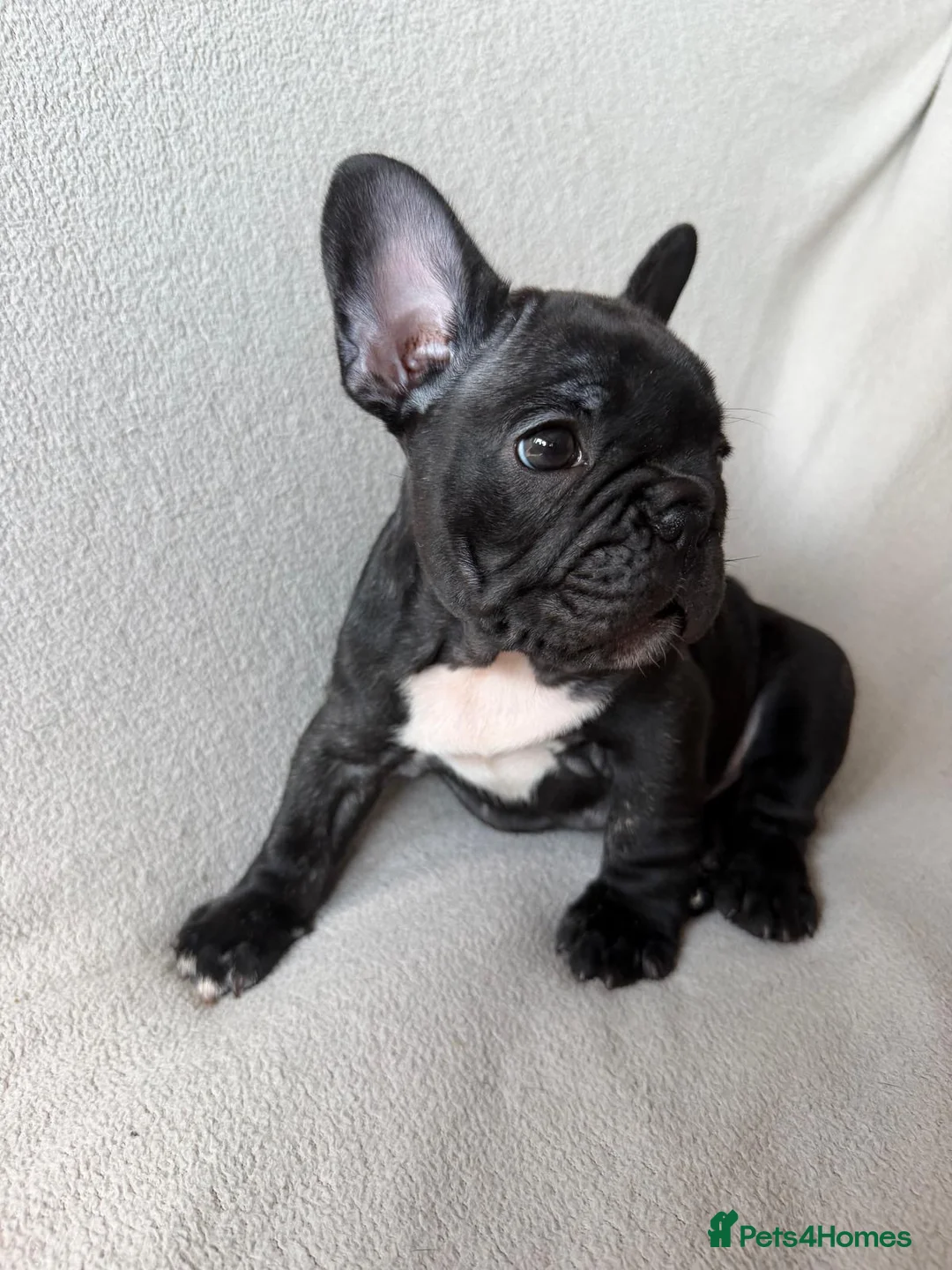 French Bulldog dogs for sale: KC Registered French Bulldogs Boys Ready Now in Borehamwood - Advert 23