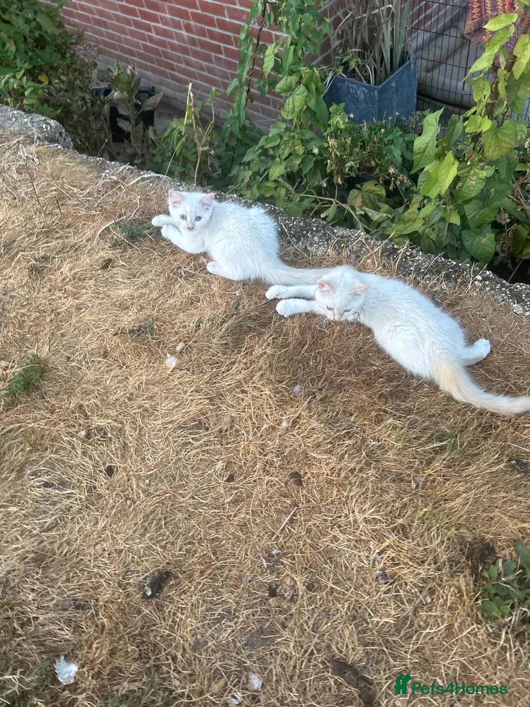 Ragdoll cats for sale: Ragdoll cross boys  - Advert 2