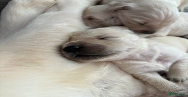 Golden Retriever dogs - Advert 2