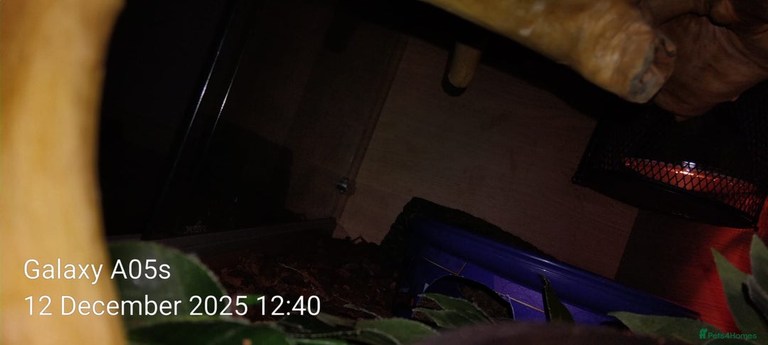 Python Snake reptiles for sale: Ball python  - Advert 11