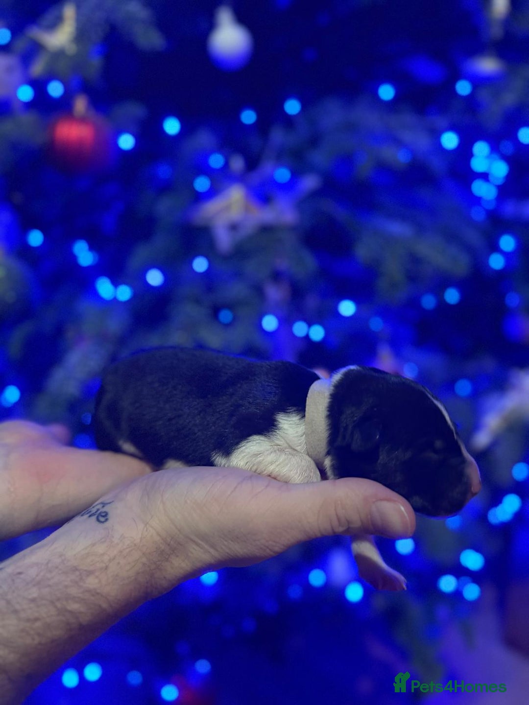 Border Collie dogs for sale: Family Raised Border Collie Pups  - Advert 23