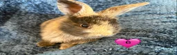 Mini Lop rabbits for sale: Pure bred mini lop bunnies - Advert 15
