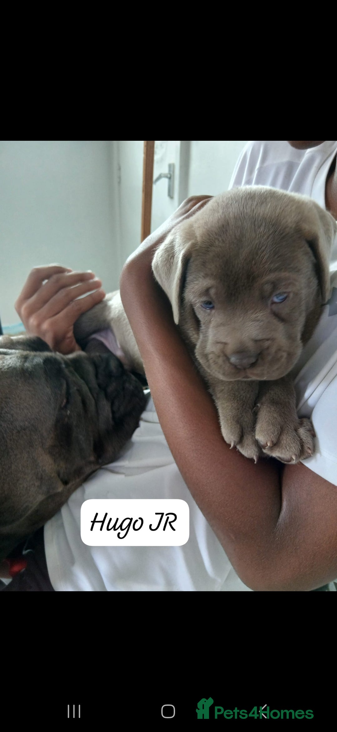 Mixed Breed dogs for sale: Beautiful Molesser Mastiff pups - Image 21