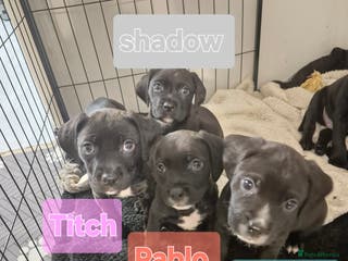 Mixed Breed dogs Bullmastiff x Springer Spaniel Puppies - Advert 9