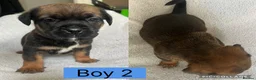 Mixed Breed dogs for sale: Mixed breed puppies  - Advert 5