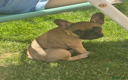 French Bulldog dogs for sale: French Bulldog  - Image 6
