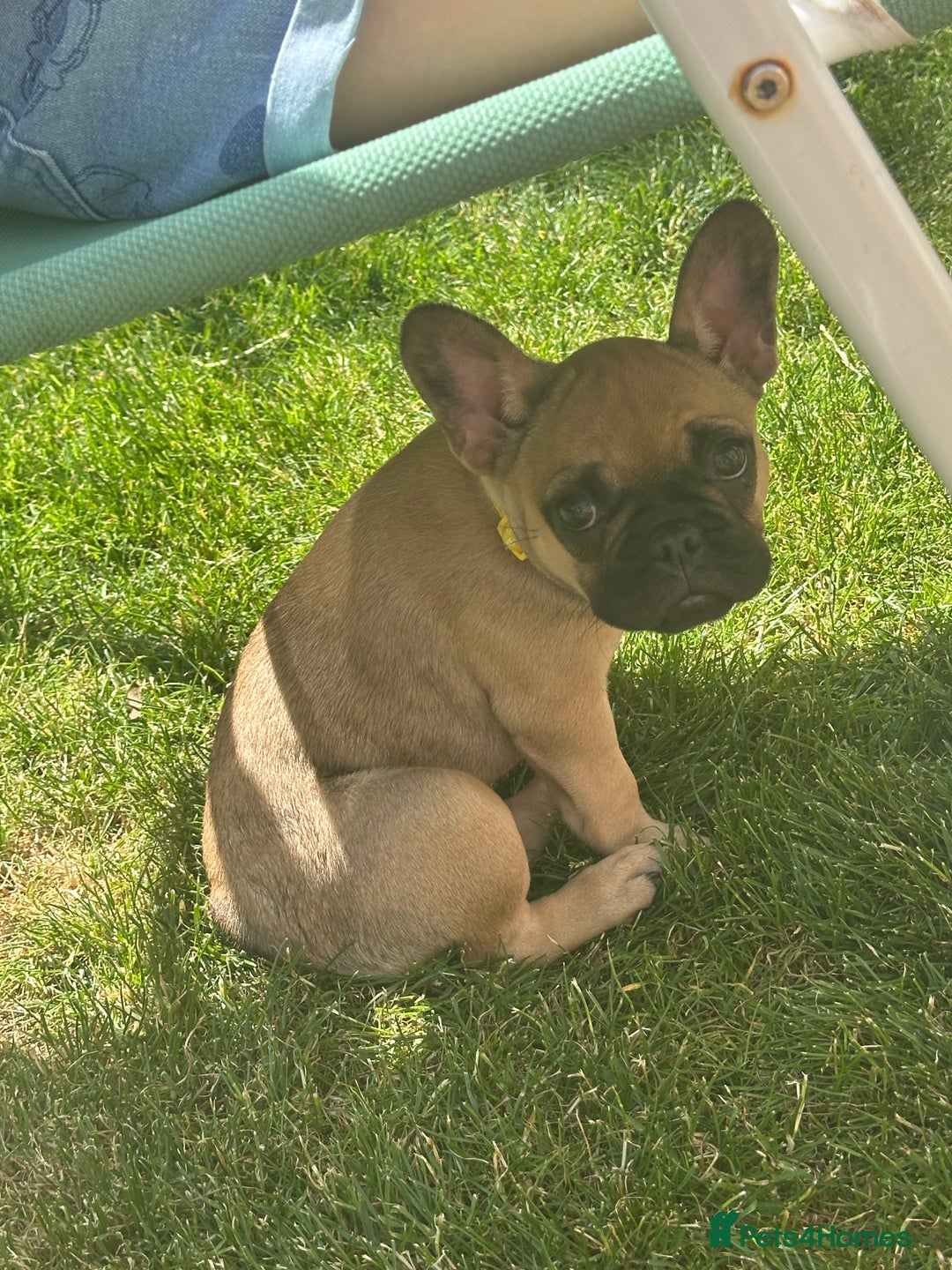 French Bulldog dogs for sale: French Bulldog  - Image 6