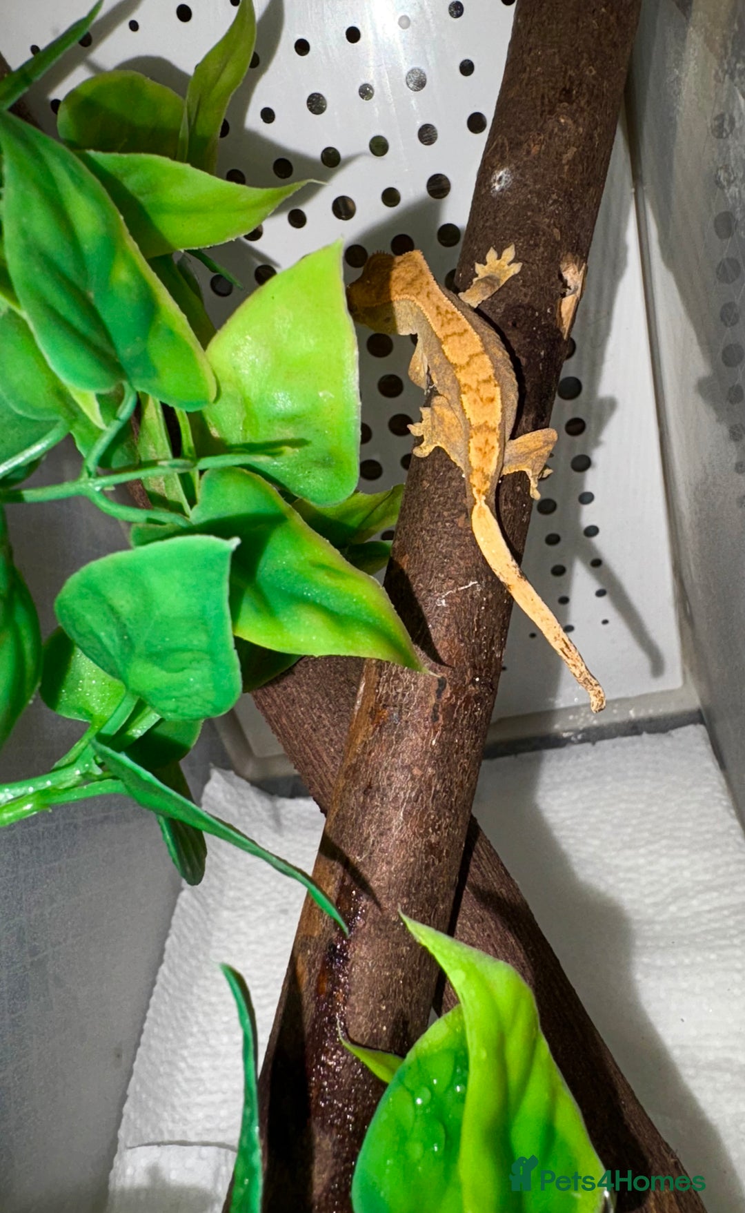Gecko reptiles for sale: Crested geckos for sale🦎 - Image 7
