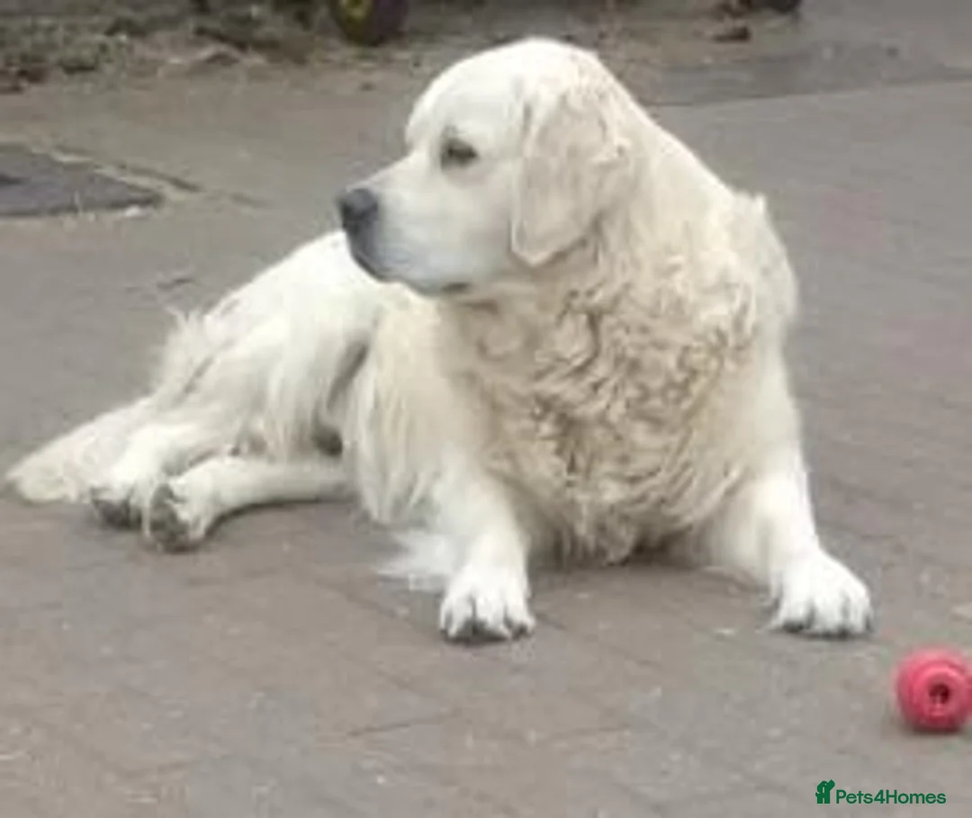 Golden Retriever dogs for sale: Golden Retriever Puppies – 6 Boys & 1 Girl 🐾 - Advert 7