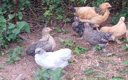Hens poultry for sale: Pekin bantam pullets - Image 2