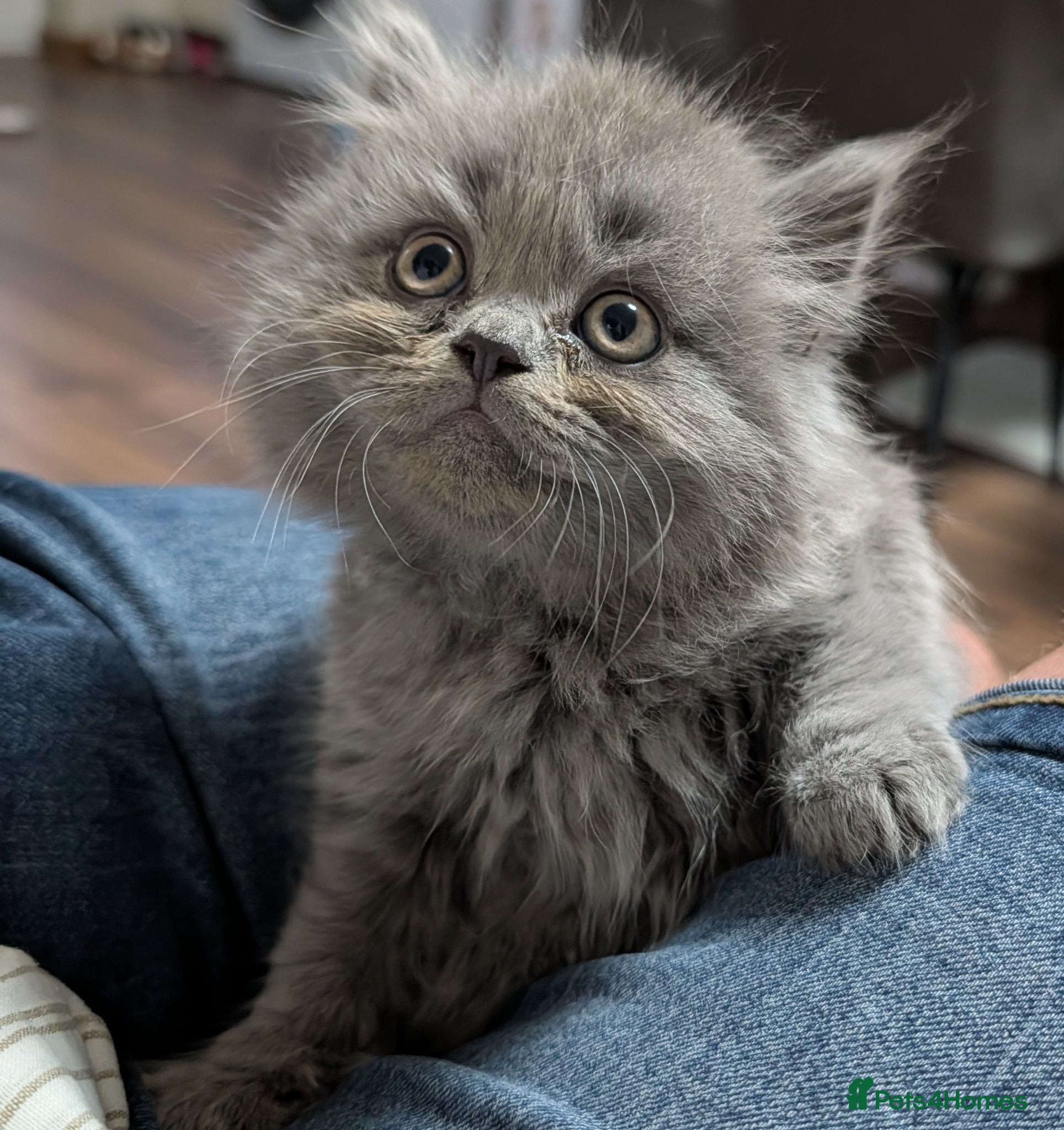 British Shorthair cats Beautiful BSH-kittens-Ready for Their New Homes - Advert 1
