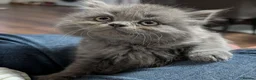 British Shorthair cats for sale: Beautiful BSH-kittens-Ready for Their New Homes - Advert 8