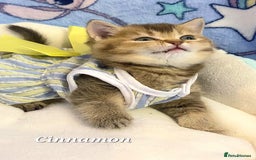 British Shorthair cats for sale: Pure Pedigree British Shorthair  - Image 15