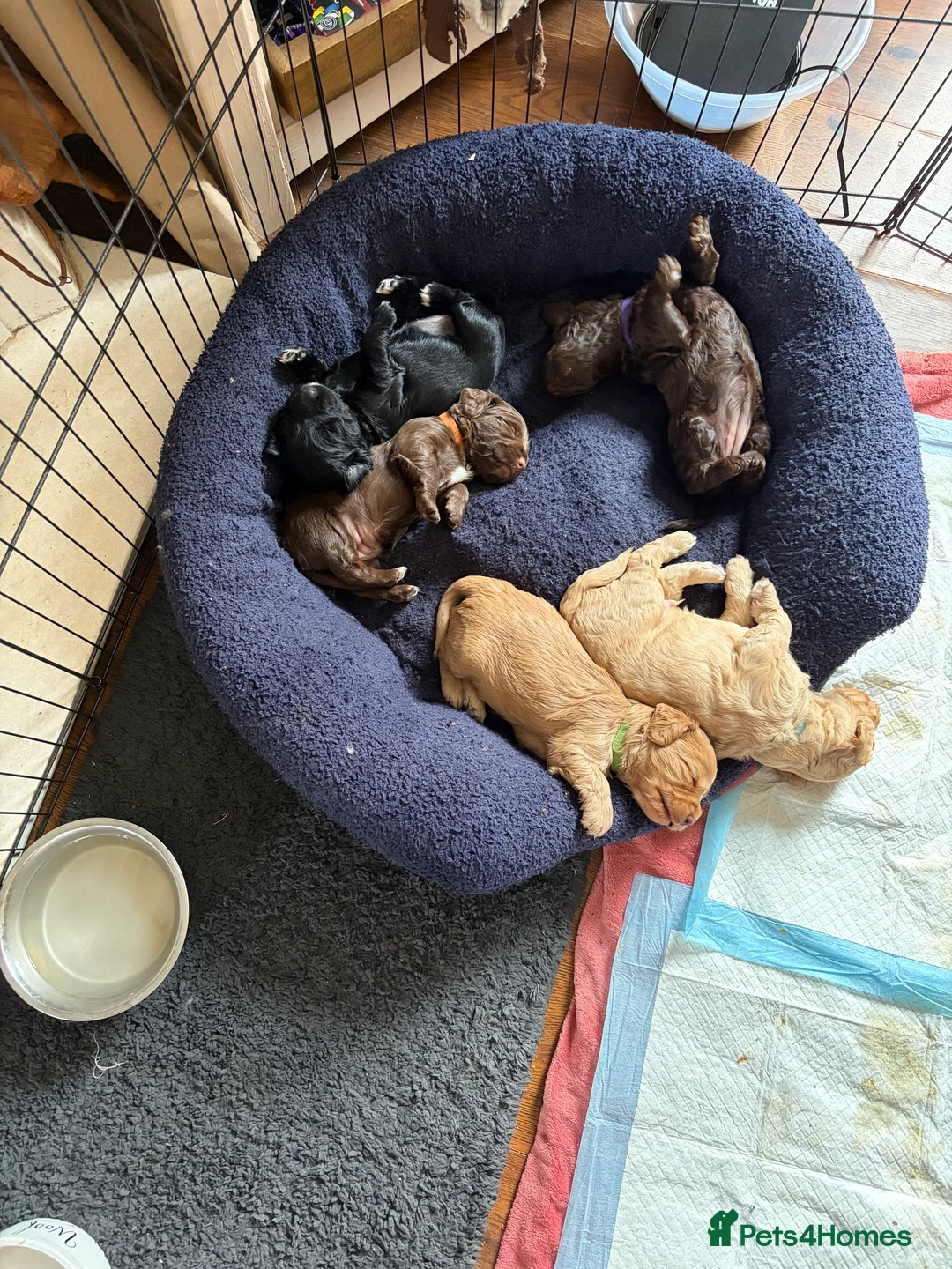 Cockapoo dogs for sale: 3 puppies left 2 tan boys and 1 brown girl - Advert 9