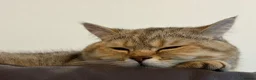 British Shorthair cats for sale: Beautiful Golden British Shorthair Girl | Friendly in Birmingham - Advert 6