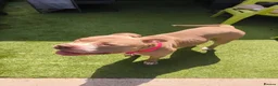 Mixed Breed dogs for sale: 3 year old pocket bully bereavement rehome - Advert 5