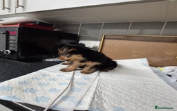 Yorkshire Terrier dogs for sale: 3 beautiful yorkies puppies - Image 6