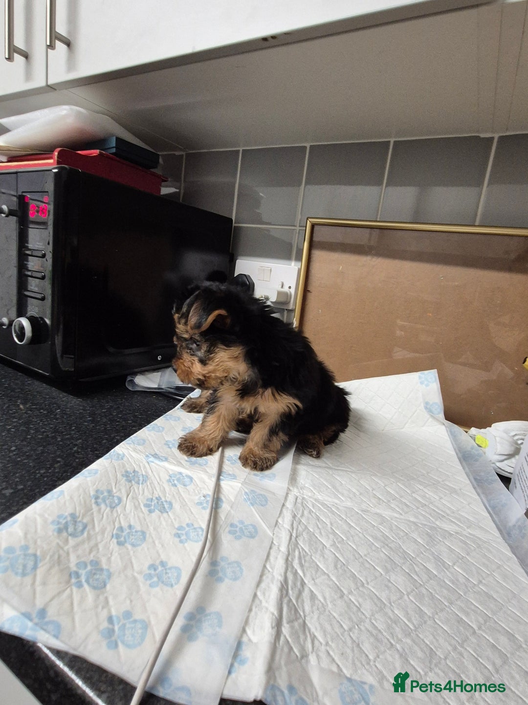 Yorkshire Terrier dogs for sale: 3 beautiful yorkies puppies - Image 6