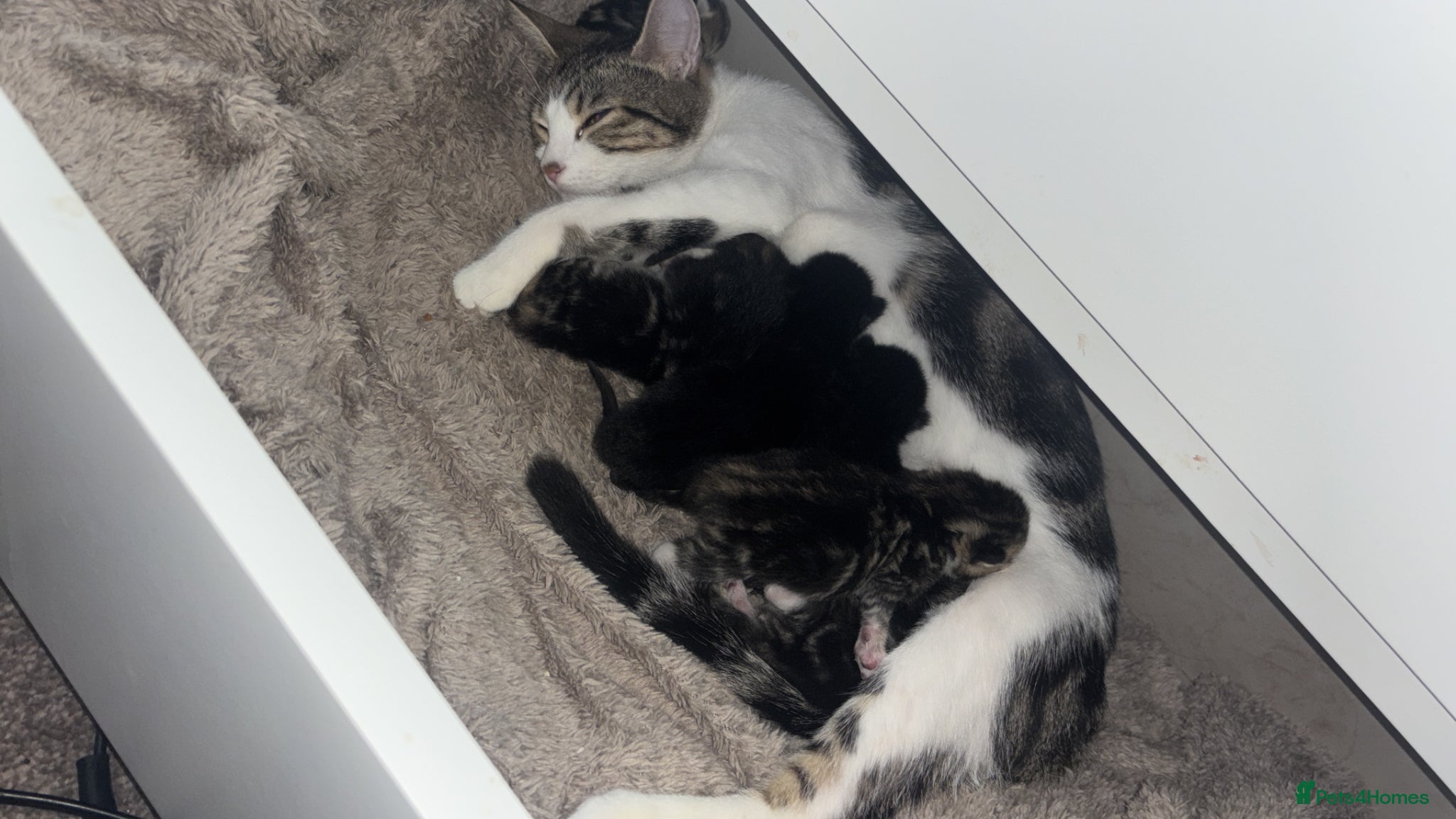 Mixed Breed cats £50 each amazing all eating whiskers - Advert 1