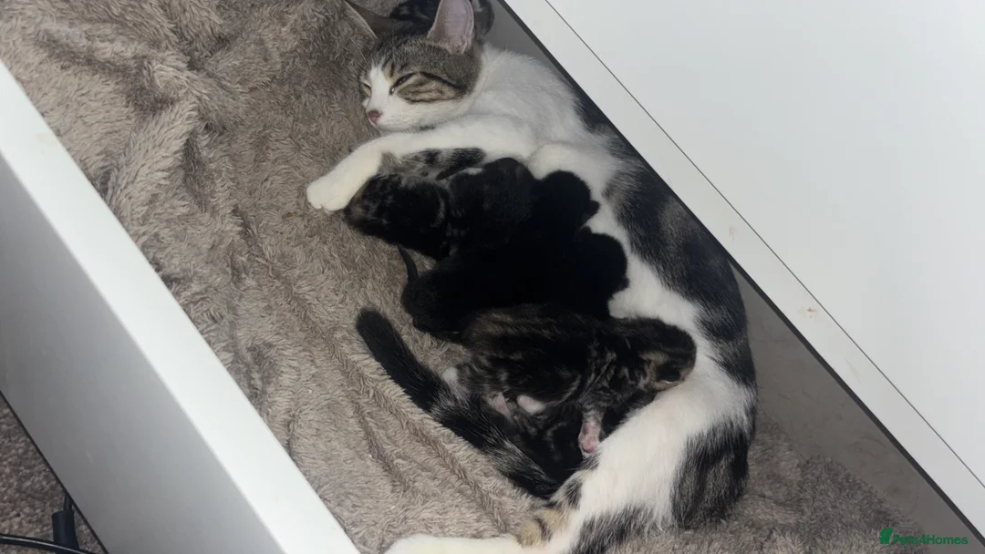 Mixed Breed cats for sale: £50 each amazing all eating whiskers in Blackpool - Advert 1