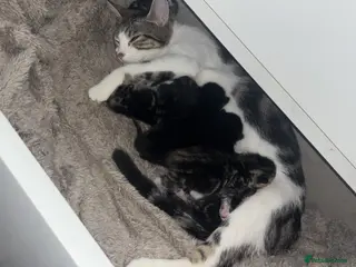 Mixed Breed cats £50 each amazing all eating whiskers - Advert 1