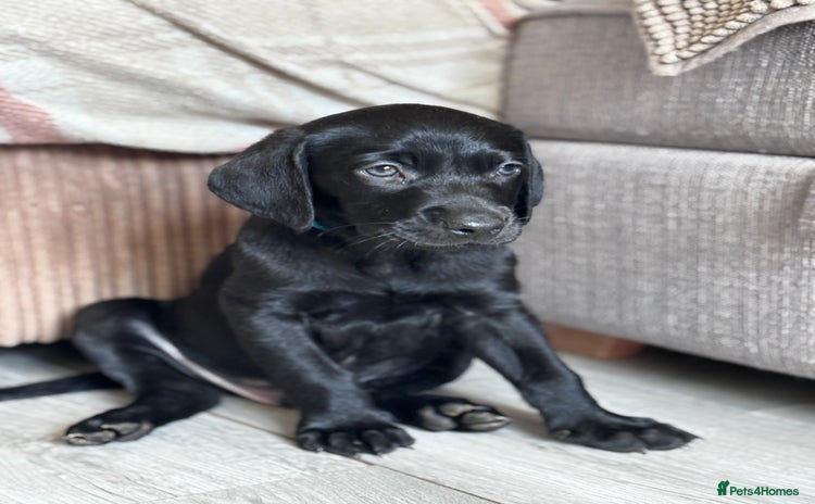 Mixed Breed dogs - Advert 1
