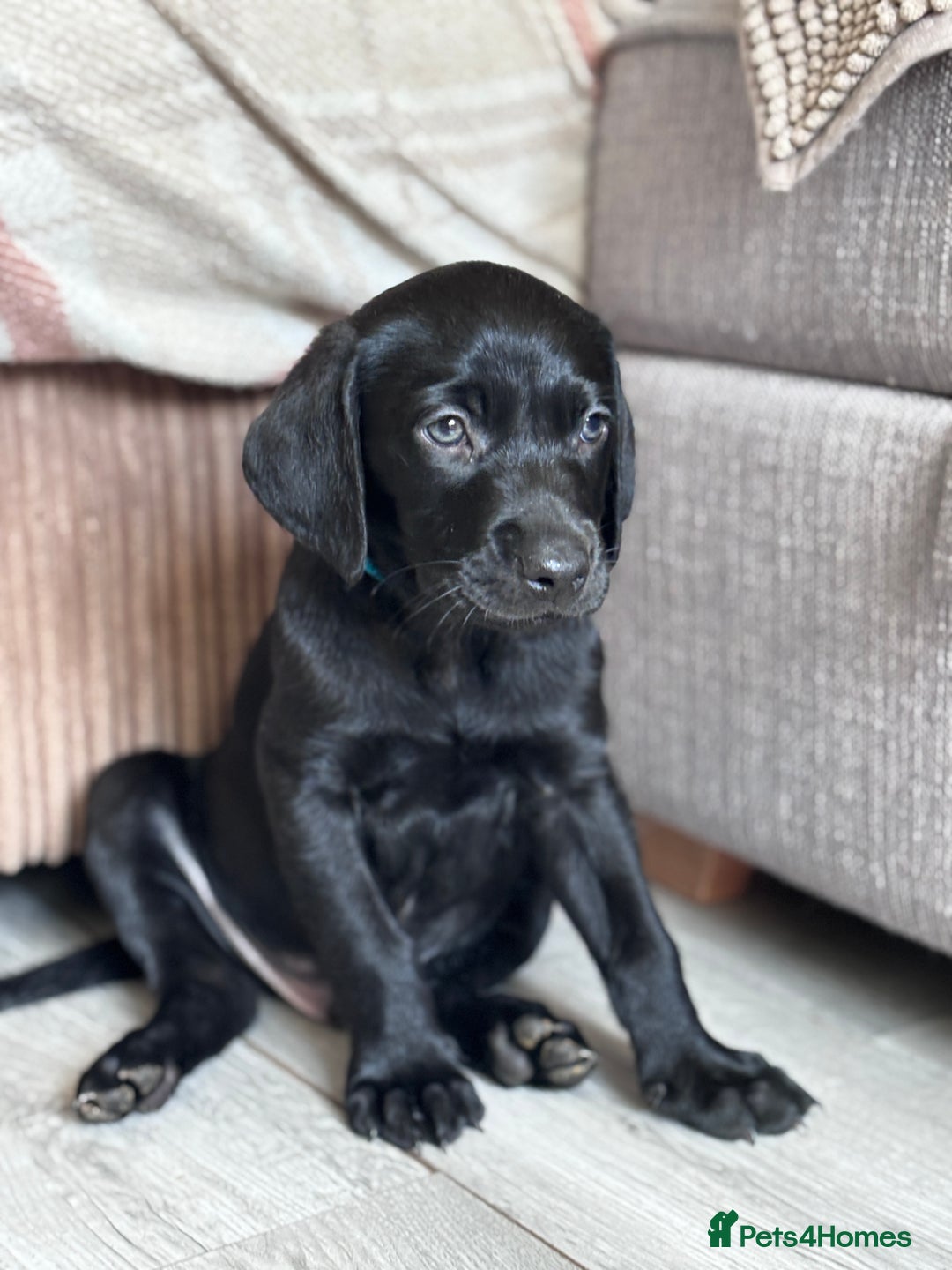 Black Colour Labrador Puppy Small Lab Dog Black Colour Small