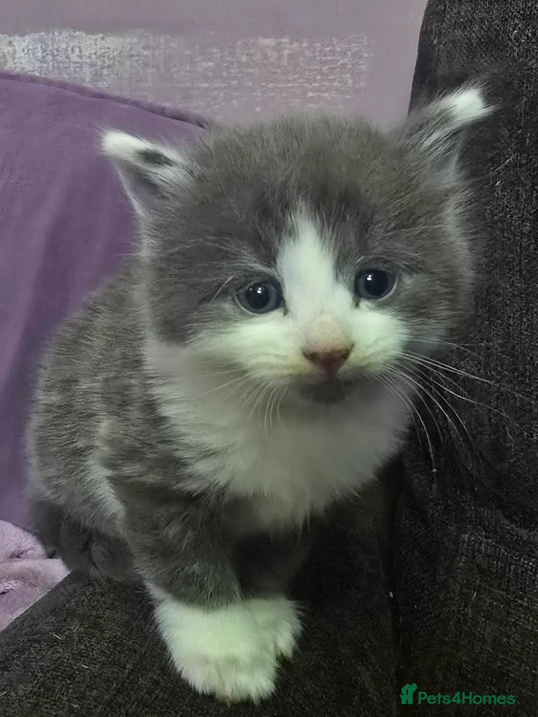 Mixed Breed cats for sale: Kitten  - Advert 2