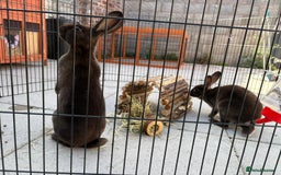 Rex rabbits for sale: Beautiful chocolate mini rex girls - Image 3