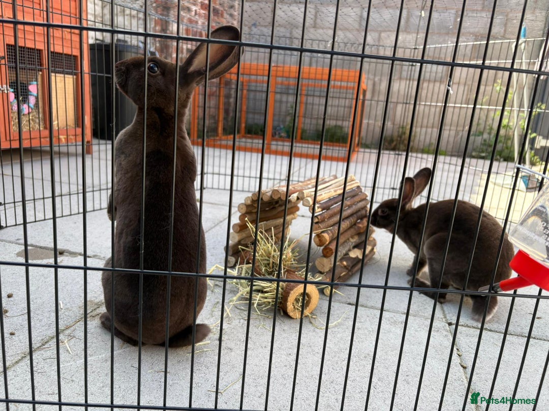 Rex rabbits for sale: Beautiful chocolate mini rex girls - Image 3