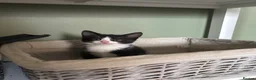 Mixed Breed cats for sale: 3 kittens needing forever homes - Advert 8