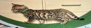Bengal 2