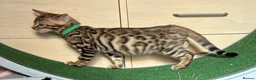 Bengal cats for sale: Male Bengal Kittens for sale - Advert 2