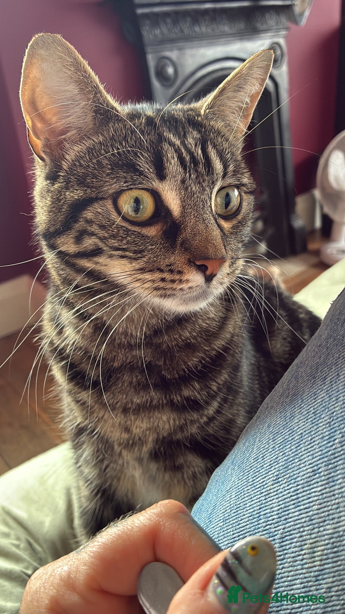 Mixed Breed cats Female Cat for Rehome - Advert 18