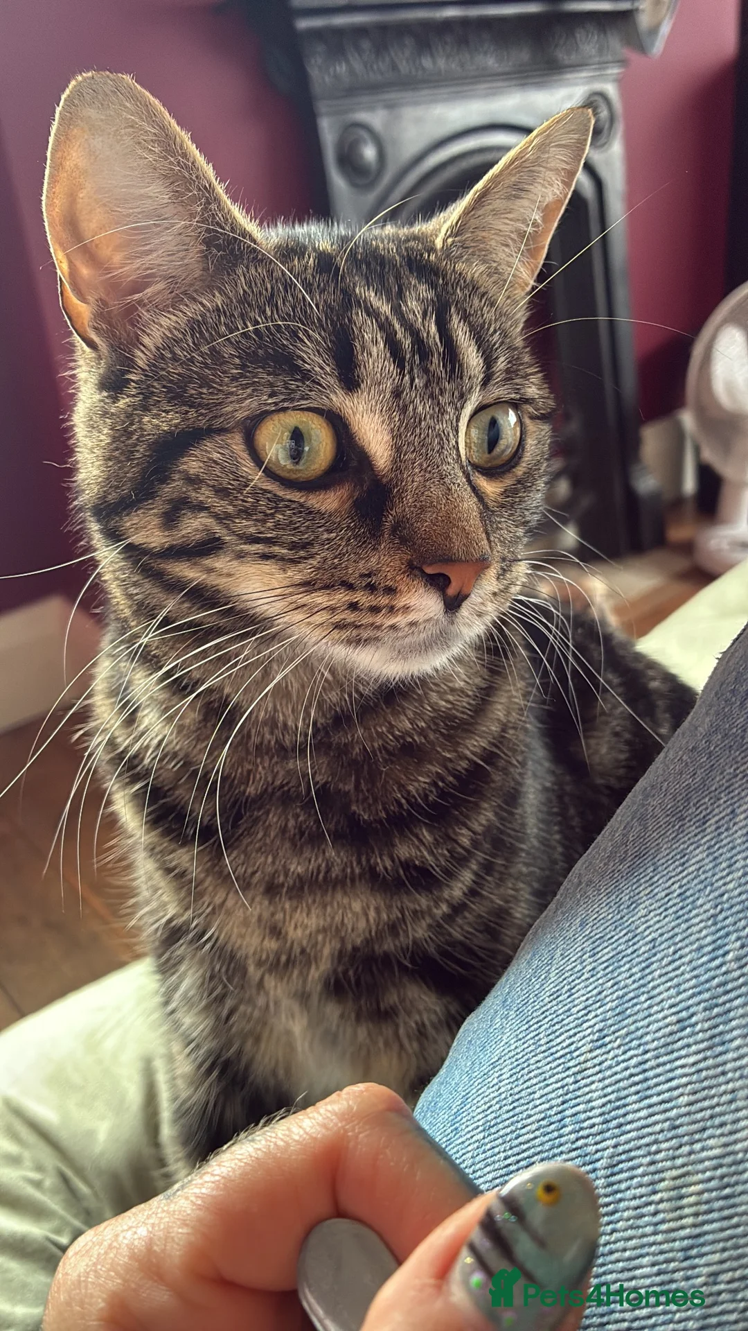 Mixed Breed cats for sale: Female Cat for Rehome - Advert 1