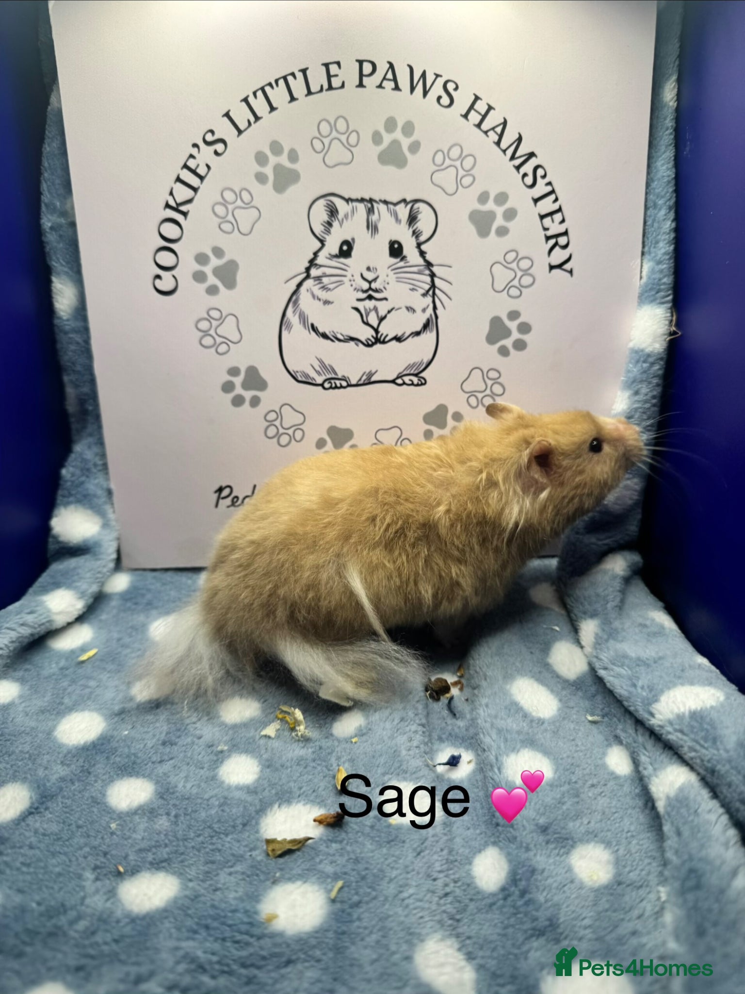 Hamster rodents for sale: Pedigree Syrian hamsters  - Advert 6